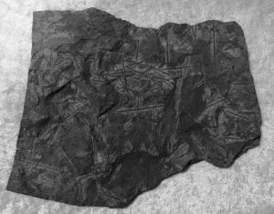 Monograptus sp. - nagyméretű szilur feketepala Lengyelországból számos graptolita maradvánnyal